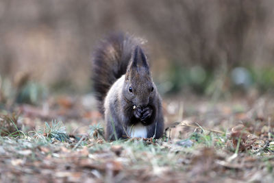 Close-up portrait of squirrel