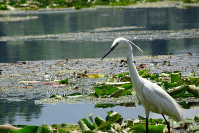 Close-up of heron against lake