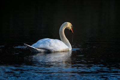 Swan swimming in lake