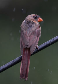 Wet northern cardinal on a perch.