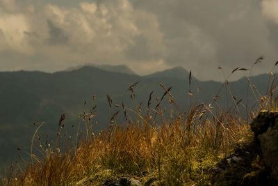 Plants growing on field against sky