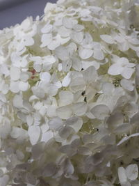 Close-up of white flowers blooming outdoors