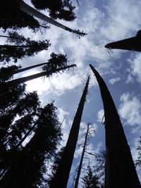 Low angle view of trees against sky