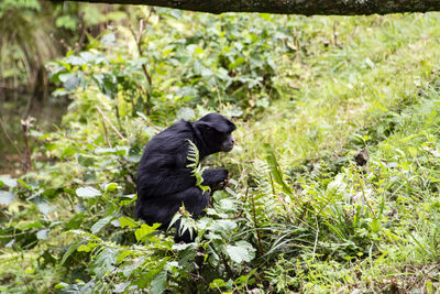 Siamang baboon at manor wildlife park