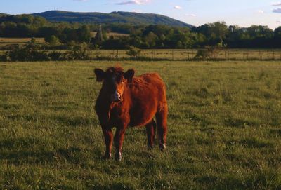 Cows on field