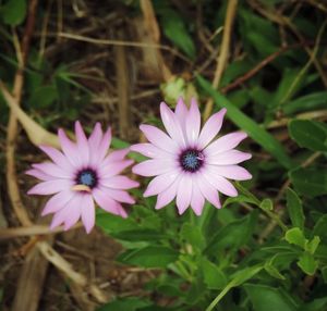 High angle view of flowers blooming outdoors