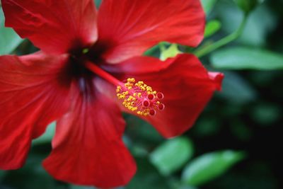 Close-up of red hibiscus flower