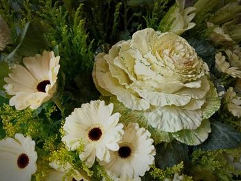 High angle view of white flowering plants