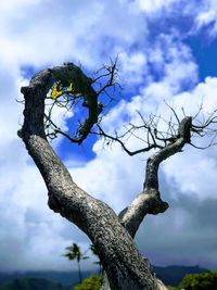 Low angle view of flowering tree against sky