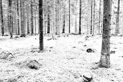 Trees in forest