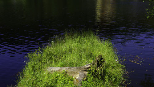 High angle view of trees by lake