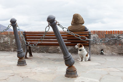 Rear view of dog sitting on street against sky