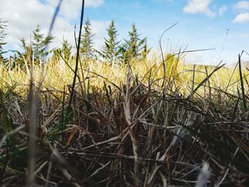 Close-up of grass on field against sky