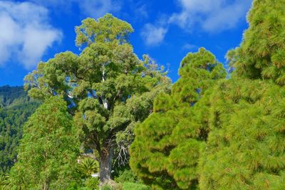 Low angle view of trees in forest against sky