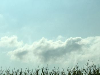 Low angle view of plants against sky