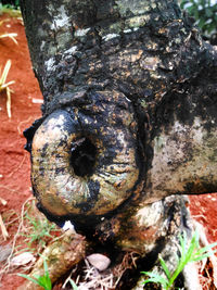 Close-up of tree trunk