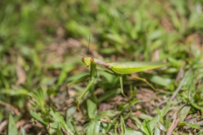 Close-up of insect on grass