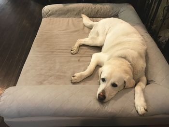 Dog sleeping on sofa at home