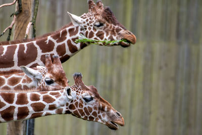 Close-up of a giraffe