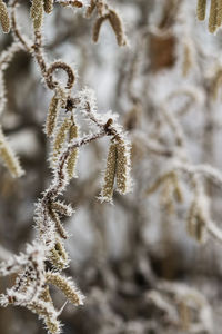 Close-up of frozen plant