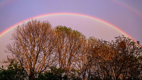 Low angle view of rainbow over trees against sky