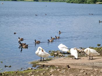 Swans at lakeshore