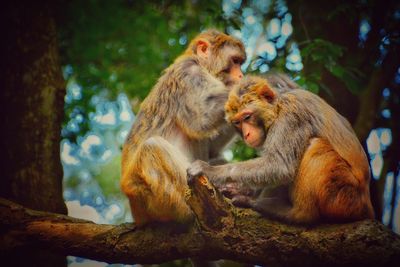 Monkeys sitting on a tree