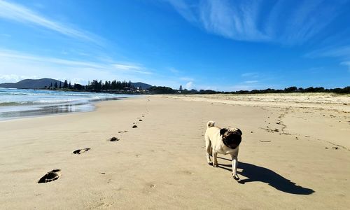 View of dog on beach
