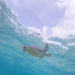 High angle view of turtle swimming in sea