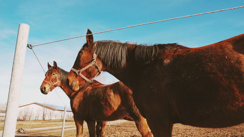 Horse standing in ranch against sky