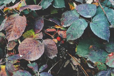 High angle view of dry leaves on field