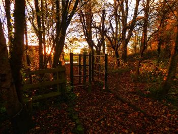 Trees in forest during autumn