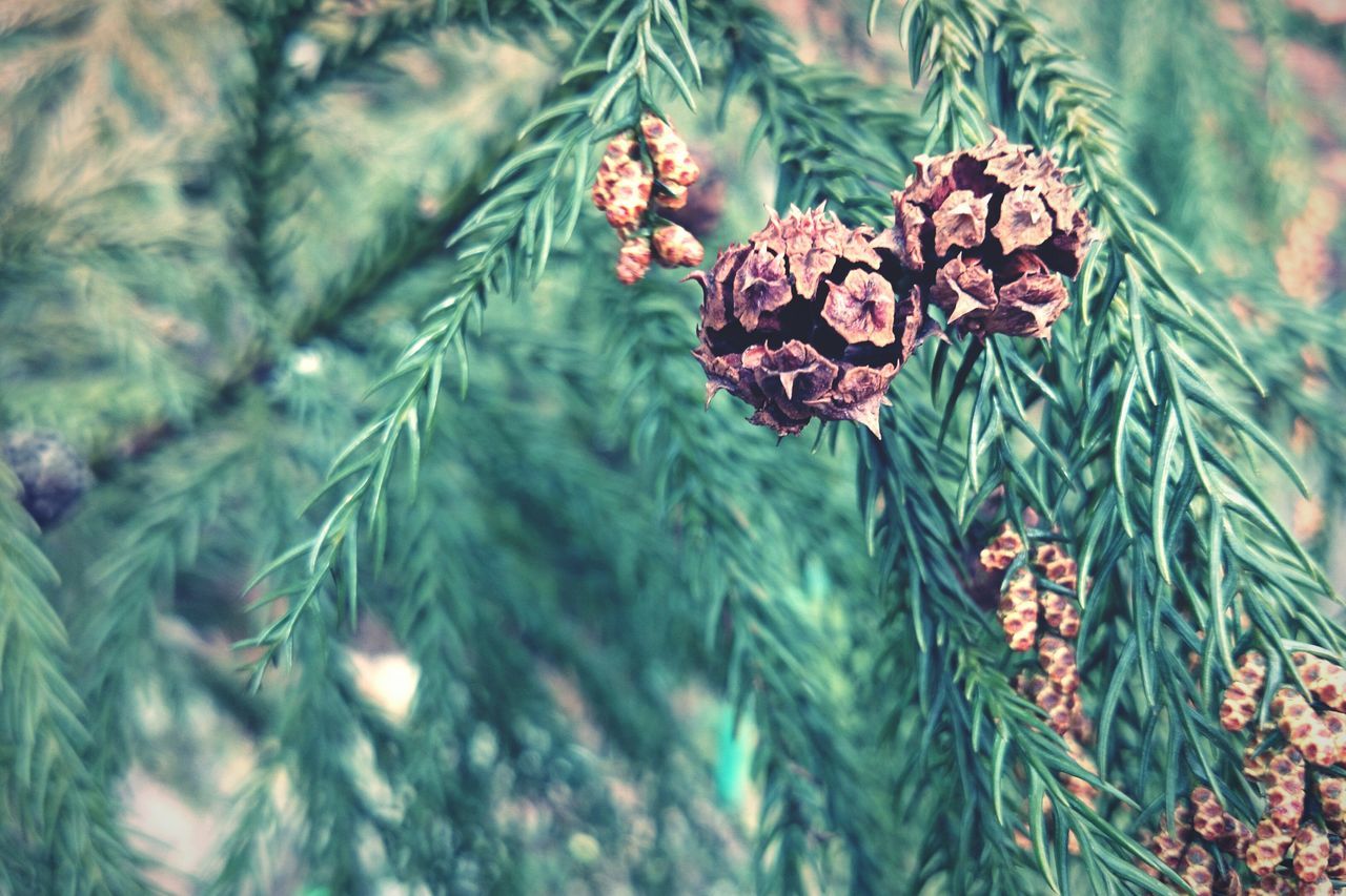 growth, plant, leaf, close-up, nature, selective focus, focus on foreground, growing, fruit, green color, freshness, pine cone, beauty in nature, red, field, day, outdoors, tranquility, tree, no people
