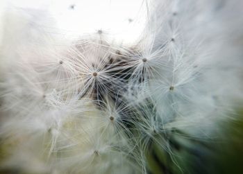 Close-up of dandelion