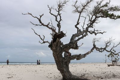 Driftwood on beach against sky