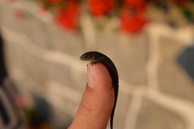 Close-up of hand holding butterfly