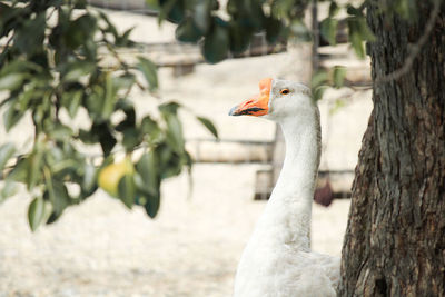 Close-up of a bird