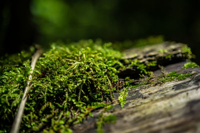 Close-up of moss growing on tree trunk