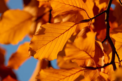 Close-up of yellow autumn leaves