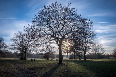 Trees on field against sky