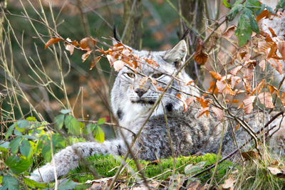 Close-up of cat on tree