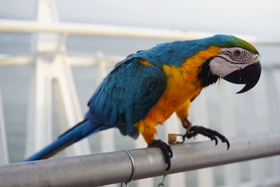 Close-up of parrot perching on metal railing