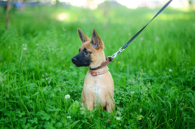 Dog looking away on field