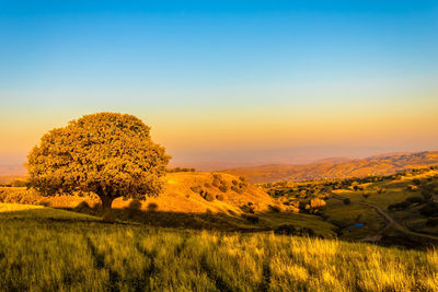 Scenic view of field against clear sky during sunset