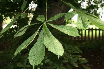 Close-up of leaves