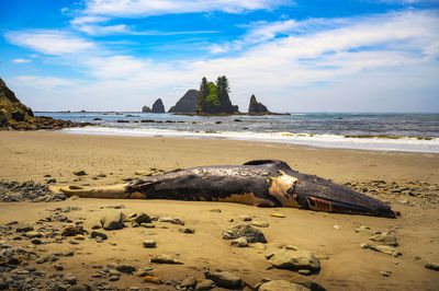 Scenic view of beach against sky