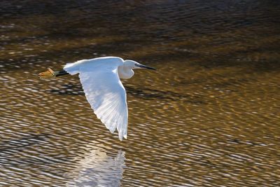 Seagull flying over lake