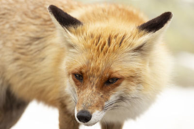 Close-up of a fox in retezat mountains 