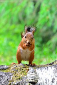 Portrait of squirrel eating nut while standing on log