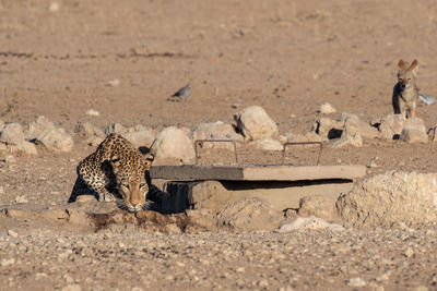 View of a cat on field